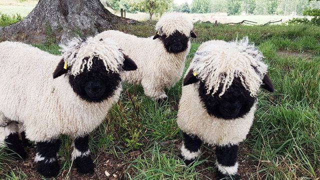 Les moutons «nez noir du Valais», désignés à juste titre de «plus mignons du monde», ressemblent à des jouets